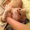 Miao M.